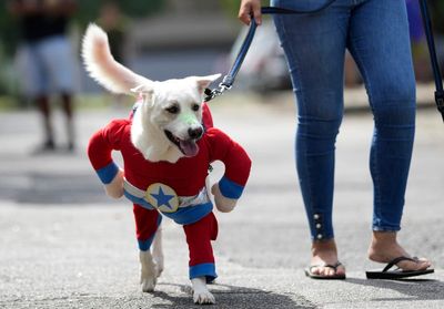 Dogs in costumes take over at Rio Carnival street party