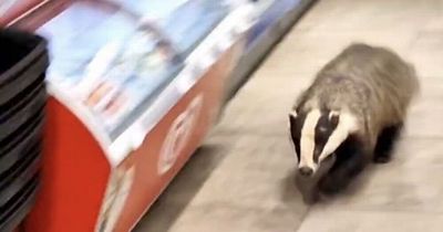 Woman chased by vicious BADGER and drops her curry in Shell garage in terrifying footage