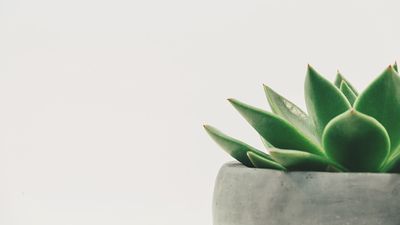 Minimalism and wellbeing: how is living with less really more? Here’s what the research says