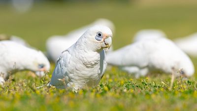 Corellas and white cockatoos filling skies and sporting fields across Australia is not all bad news