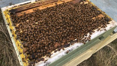 New varroa mite detections around Taree, NSW linked to illegal movement of beehives