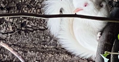 Rare albino squirrel spotted in same spot as legendary resident