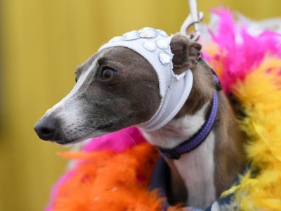 Rainbow of events across Sydney for WorldPride