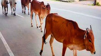 Shahjahanpur administration asks village heads to shelter 10 cows each to rein in their menace