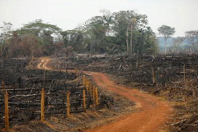 Cattle, not coca, drive deforestation of the Amazon in Colombia – report