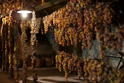 Why both amarone and its cheaper alternatives are wines to warm a winter’s evening