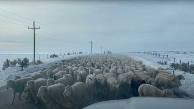 See Wyoming's Version Of Traffic Jam As 6,000 Sheep Block The Highway