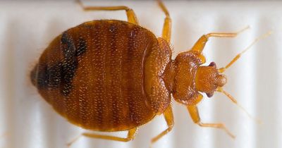 Signs of bedbugs and how to get rid of them