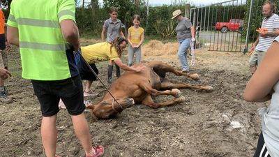 Hawkes Bay's animal saviours