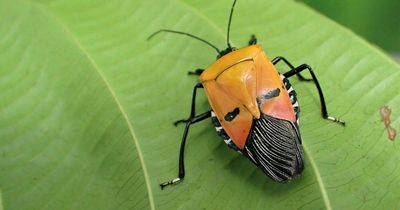 Bug renamed Hitler as it looks like Nazi leader - and really stinks to high heaven