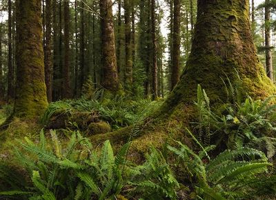 Cows Could Hasten the Demise the UK and Ireland’s Secret Rainforests