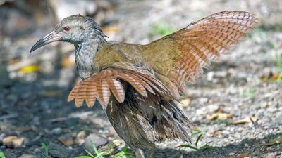 Lord Howe Island woodhen numbers double in a year as wildlife bounces back after rodent eradication