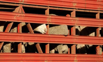 Greens decry ‘utter decimation’ of independent observer program for live exports