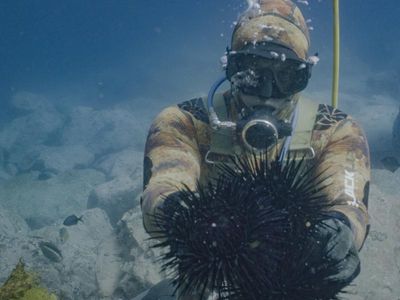 War on urchins aims to save kelp forests