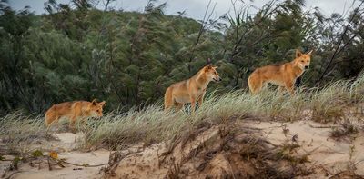 From the dingo to the Tasmanian devil - why we should be rewilding carnivores