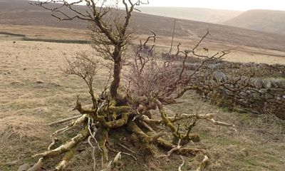 Country diary: My favourite tree in this hamlet