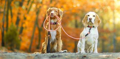 Why it's time for the UK to introduce mandatory training for new dog owners