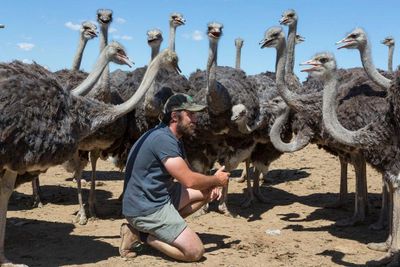 Festivals, fashion and feather bandits: why ostrich plumage is still worth its weight in gold – a photo essay