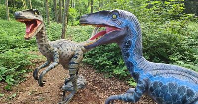 The woodland trail with dinosaurs near Greater Manchester for a February half term day out