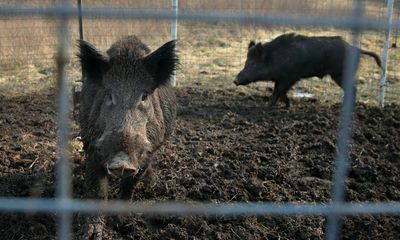 ‘Incredibly intelligent, highly elusive’: US faces new threat from Canadian ‘super pig’