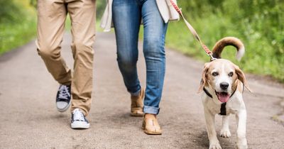 Households are being given supermarket vouchers for increasing their step count