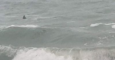 Beachgoer spots 'unusually large shark fin'