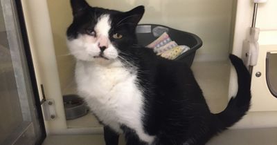 Glasgow woman who let cat suffer with 'painful' condition banned from keeping animals