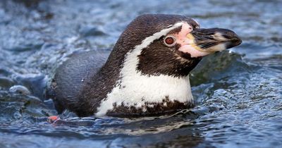 P-p-pose up a penguin! Creative vets plonk traffic cone over elderly penguins to keep them still for x-ray
