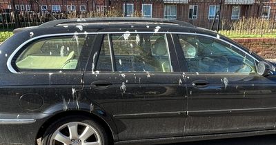 Street and cars covered in so much crow faeces 'it looks like it's been snowing'