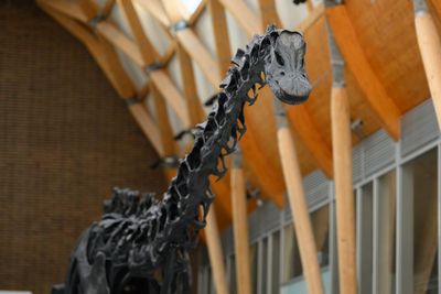 Dippy the Dinosaur unveiled in new Coventry residence