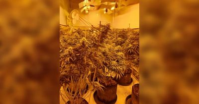 Cannabis farm found after home raided by police