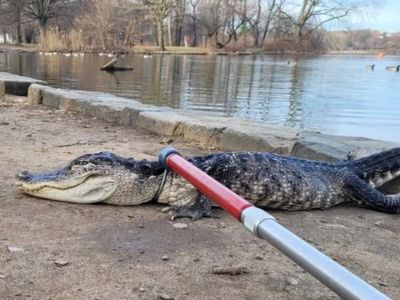 Onlookers stunned as alligator pulled from Brooklyn park pond