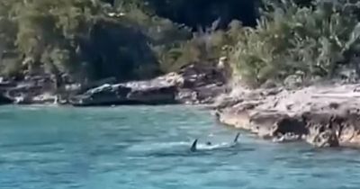 Shark attacked by dog after it jumps into the sea directly onto 12ft hammerhead