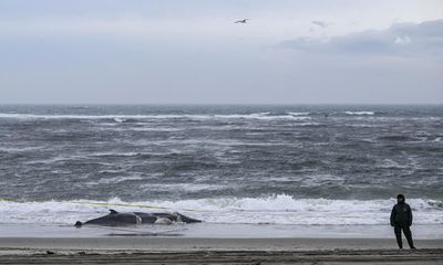 US protesters turn ire on wind farms to explain whale deaths – but where’s the evidence?