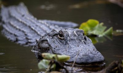 Alligator found in Brooklyn’s Prospect Park