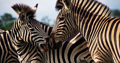 Scientists step closer to discovering reason zebras have 'optical illusion' stripes