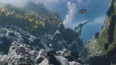 Sea urchin harvest trial brings scientists, traditional owners and fishers together to help save kelp forests