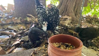 Northern Territory police investigating slaughter of beloved chickens at Jingili Primary School in Darwin