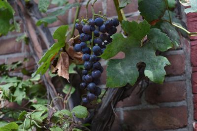 Lessons from Chicago's winter grapes