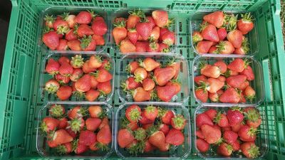 Strawberry-picking robots ease worker shortage during harvest at Tasmanian fruit farm