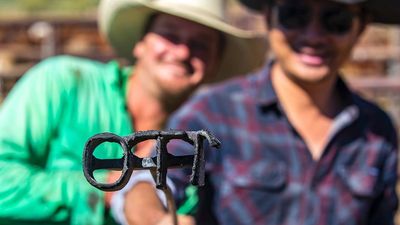 Queensland reviews future of cattle branding amid shortage of combinations