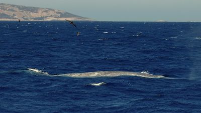 Blue whale sighting near Esperance's Cape Le Grand could be a first for the region