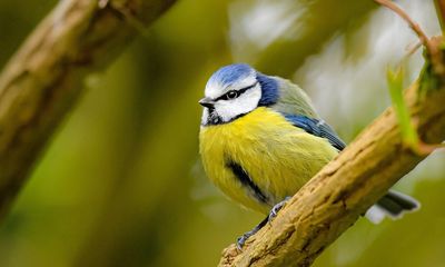 Country diary: It’s started – the blue tits are house-hunting