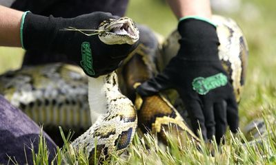Florida researchers capture invasive pythons by attaching GPS collars to prey