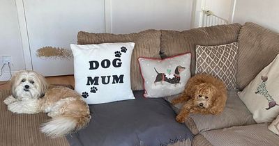 Bearsden dog walker banned from running animal business from flat amid noise row