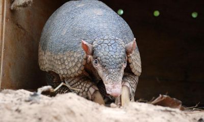 ‘The holy grail of mammals’: one man’s mission to learn the secrets of the giant armadillo