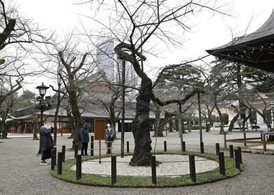 Tokyo odds-on favorite to see earliest cherry blossoms of year