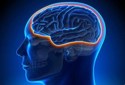 Blood–Brain Barrier: How It Works--Definition, Structure, Function