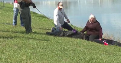 Woman, 85, dragged to death by 11ft alligator as she walked her dog near pond