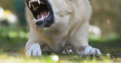 How new dog training and registration rules could cut fatal attacks